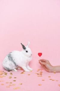 Cosmétique cruelty-free